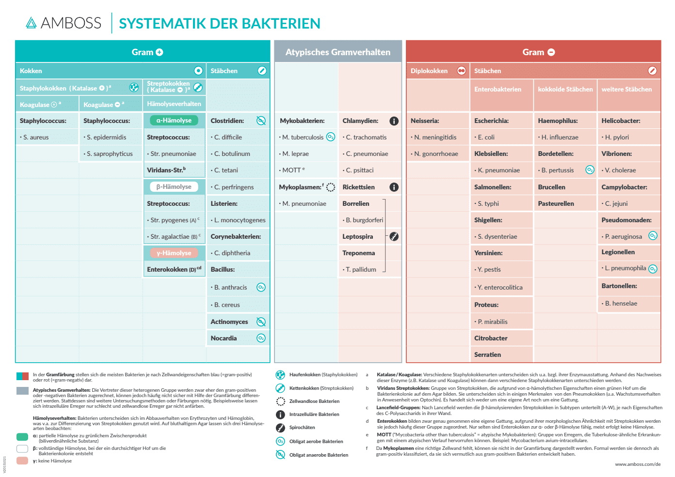 AMBOSS Systematik der Bakterien Download